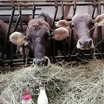 Wagnerhof Alojamento de Turismo Rural Pichl bei Aussee