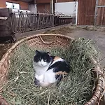 Wagnerhof * Pichl bei Aussee
