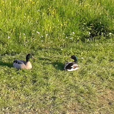 בית חווה Wagnerhof