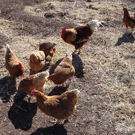 Wagnerhof Pichl bei Aussee