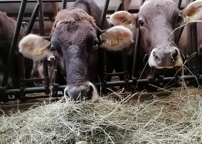 Wagnerhof Gospodarstwo agroturystyczne Pichl bei Aussee