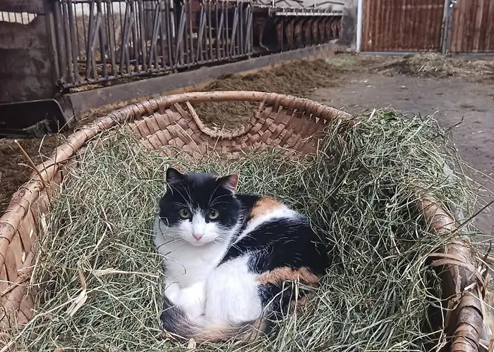 Wagnerhof * Pichl bei Aussee