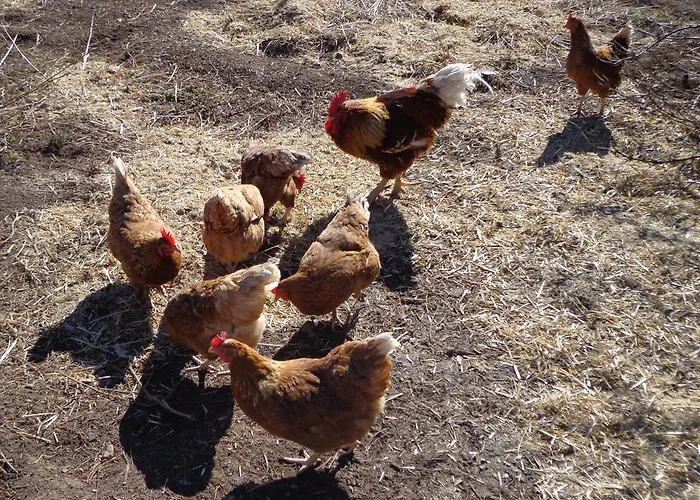 Wagnerhof Pichl bei Aussee